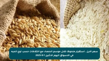 سعر الأرز.. استقرار ملحوظ خلال موسم الحصاد مع اختلافات حسب نوع الحبة في الأسواق اليوم الاثنين 1-9-2025